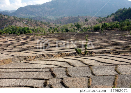 ASIA EAST TIMOR TIMOR LESTE LOIHUNO RICEFIELD ASIA EAST TIMOR TIMOR LESTE LOIHUNO RICEFIELD 37962071