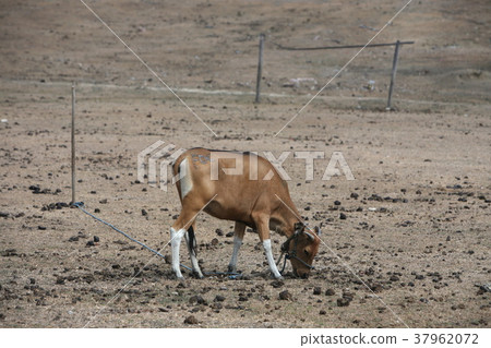 ASIA EAST TIMOR TIMOR LESTE VIQUEQUE SOCCER 37962072