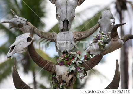 ASIA EAST TIMOR TIMOR LESTE RACA GRAVEYARD ASIA EAST TIMOR TIMOR LESTE RACA GRAVEYARD 37962148