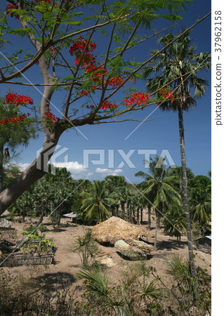 ASIA EAST TIMOR TIMOR LESTE LANTAM ASIA EAST TIMOR TIMOR LESTE LANTAM 37962158