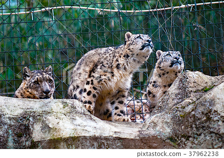 Snow leopard Snow leopard 37962238
