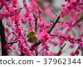 [Bird] White-eye and plum (23) 37962344