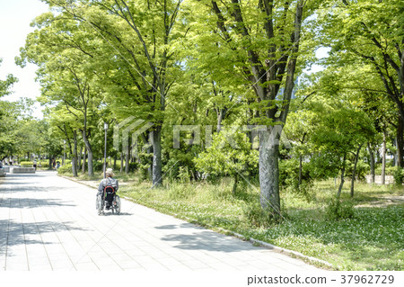 散步與輪椅的一個老人在大阪城堡公園紀念樹森林 散步與輪椅的一個老人在大阪城堡公園紀念樹森林 37962729