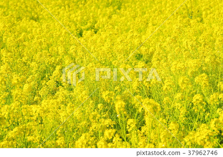 Canola flowers in full bloom Canola flowers in full bloom 37962746