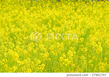 盛開的油菜花〉 盛開的油菜花〉 37962747