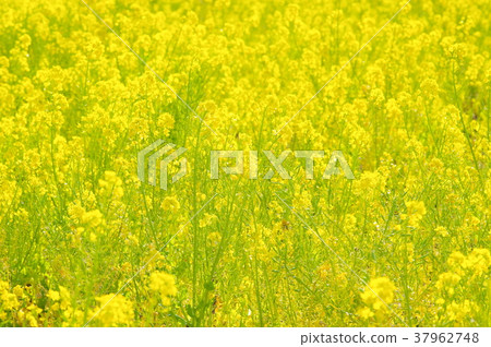 盛開的油菜花〉 盛開的油菜花〉 37962748