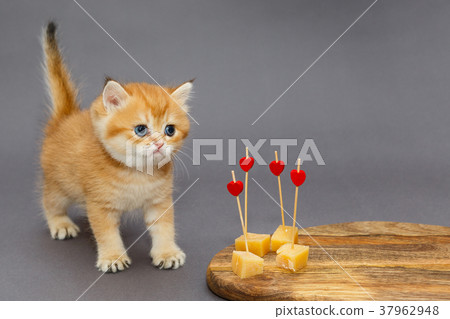 Little kitty and cheese Little kitty and cheese 37962948