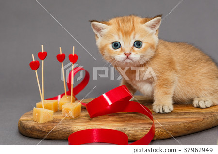 Little kitty and cheese Little kitty and cheese 37962949