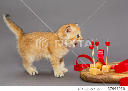 Little kitty and cheese Little kitty and cheese 37962950