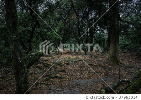 Encounter with the residents of the forest Encounter with the residents of the forest 37963014
