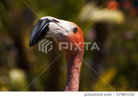 Flamingo Bird in California Flamingo Bird in California 37963192