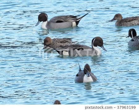 陰暗的冬天在港口 37963199