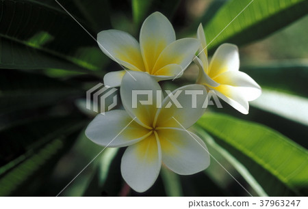 INDIAN OCEAN MAURITIUS PAMPLEMOUSSES FLOWER INDIAN OCEAN MAURITIUS PAMPLEMOUSSES FLOWER 37963247