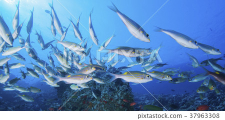 鋸鰩 鋸鰩 37963308