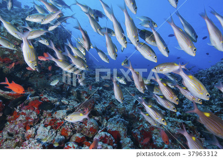 Sawfish Sawfish 37963312