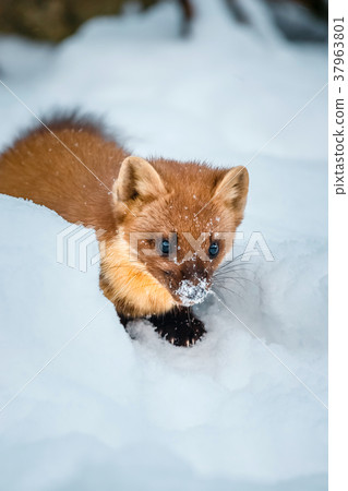 Single weasel sitting at snow field 37963801