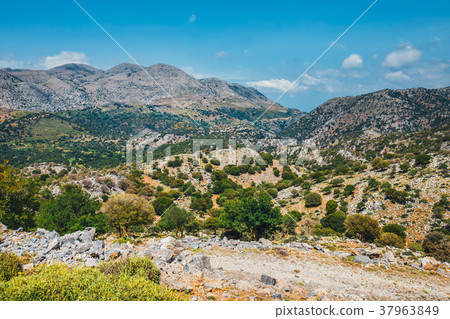 Olive fields on Crete Island in Greece Olive fields on Crete Island in Greece 37963849