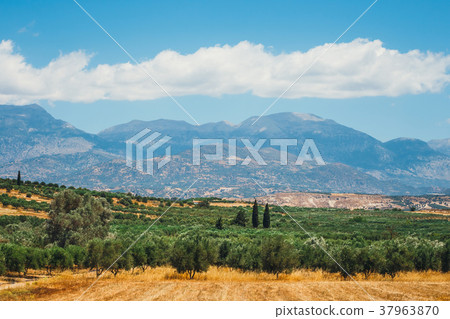Olive fields on Crete Island in Greece Olive fields on Crete Island in Greece 37963870