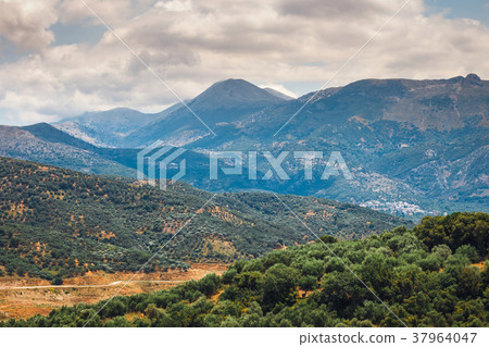 Olive fields on Crete Island in Greece 37964047