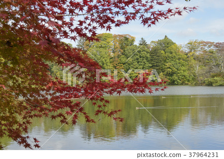 Autumn leaves 37964231