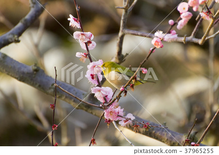 Omuta Pukouji遭遇春天, Omuta Pukouji遭遇春天, 37965255