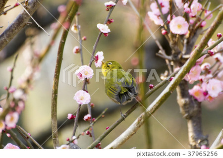 Omuta Pukouji encounter of spring, 37965256