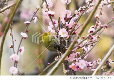 Omuta Pukouji encounter of spring, Omuta Pukouji encounter of spring, 37965257