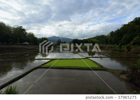 ASIA THAILAND MAE HONG SON ASIA THAILAND MAE HONG SON 37965275