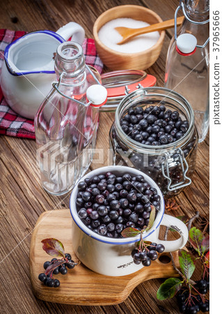 Fruits of black chokeberry prepared for processing Fruits of black chokeberry prepared for processing 37965666