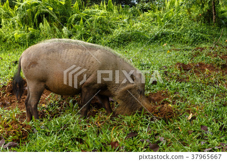 bearded pig digs the earth 37965667