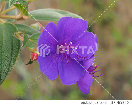 沒有按鈕 37965800