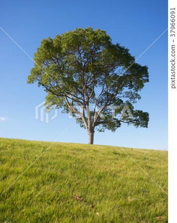 Tree on the hill 37966091