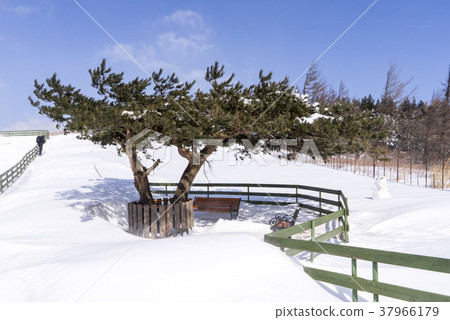綿羊牧場，Daegwallyeong，平昌郡，江原道 37966179