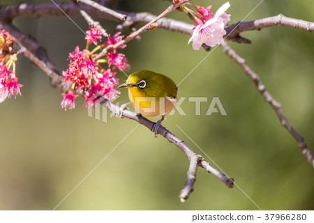 櫻花觀眾 37966280