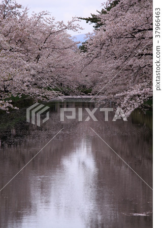 Sakura (Hirosaki Park outside moat) Sakura (Hirosaki Park outside moat) 37966463