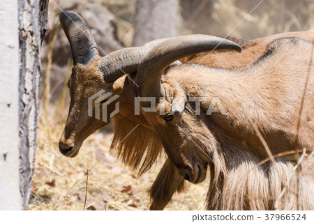 Close up two mountain goats fighting in zoo Close up two mountain goats fighting in zoo 37966524