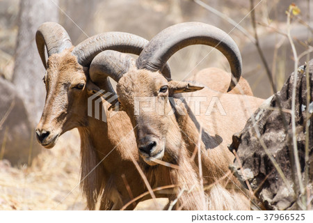 Close up two mountain goats fighting in zoo Close up two mountain goats fighting in zoo 37966525