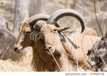 Close up two mountain goats fighting in zoo Close up two mountain goats fighting in zoo 37966526