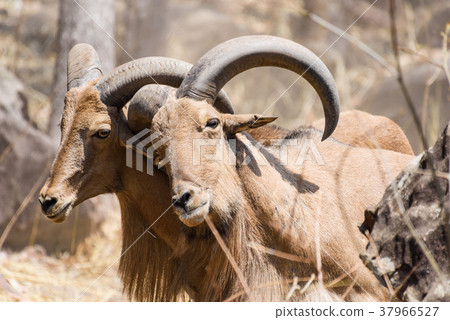 Close up two mountain goats fighting in zoo Close up two mountain goats fighting in zoo 37966527