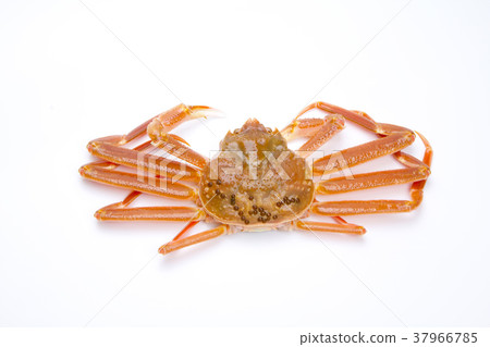 Snow crab raw ingredients 37966785