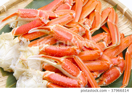 Snow crab foot food Snow crab foot food 37966814