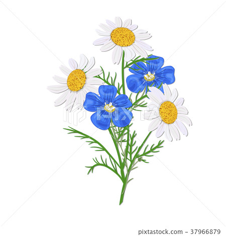 Daisy or chamomile Wildflower isolated with stem 37966879