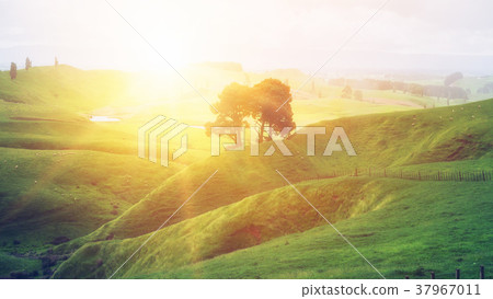 Morning sunrise at green grass farm on the hill. 37967011