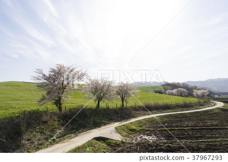 Seosan Ranch, Seosan City, Chungnam Seosan Ranch, Seosan City, Chungnam 37967293