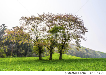 忠南市Seosan市Seosan Ranch 忠南市Seosan市Seosan Ranch 37967338