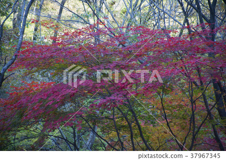 Cheongryangsan, Bonghwa-gun, Gyeongbuk 37967345