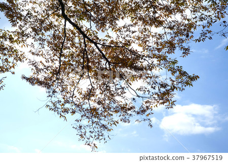 Cheongryangsan, Bonghwa-gun, Gyeongbuk 37967519