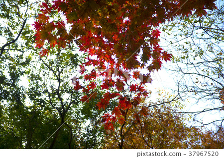 Cheongryangsan, Bonghwa-gun, Gyeongbuk 37967520