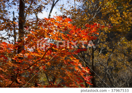 Cheongryangsan, Bonghwa-gun, Gyeongbuk Cheongryangsan, Bonghwa-gun, Gyeongbuk 37967533