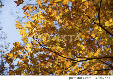 Cheongryangsan, Bonghwa-gun, Gyeongbuk 37967534